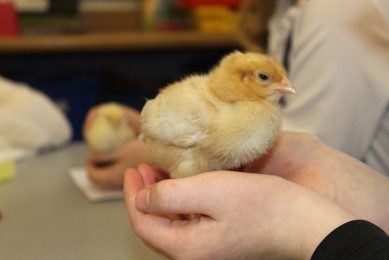 The Big Bang North West 2015: Country Classrooms Confirmed – WIN a Hatching Experience for your school!
