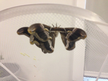 Moths! MerseySTEM Project Manager visits Hope Academy