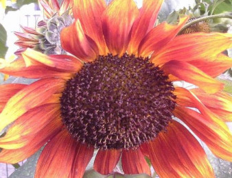 The Big Sunflower Project: Apply for your FREE seeds and take part!
