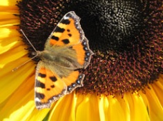 The Big Sunflower Project: Get your seeds here and raise awareness!