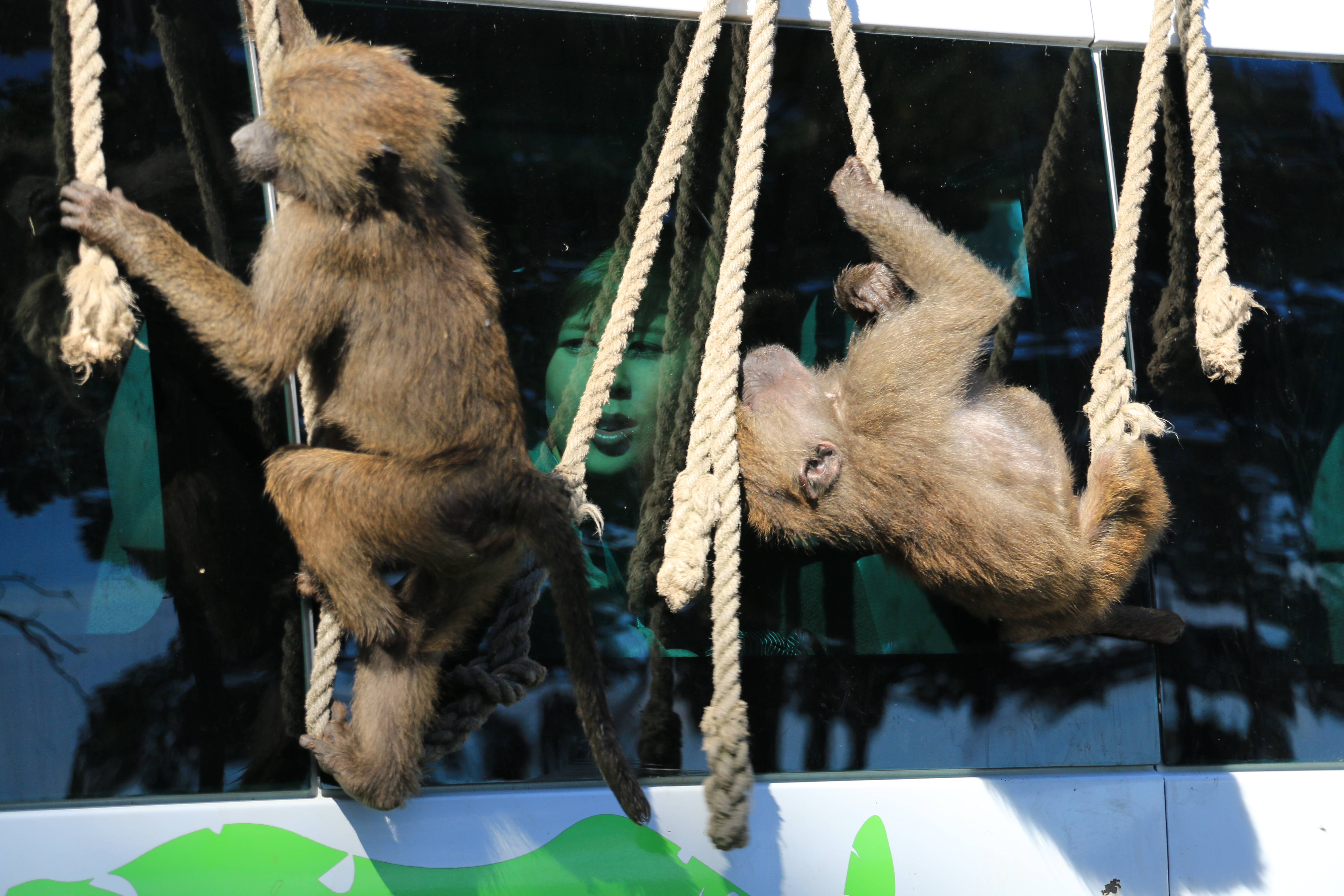 knowsley safari bat cave