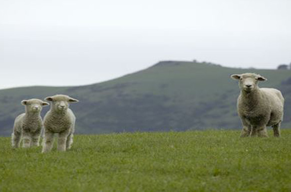 University of Liverpool Lecture: What have we learnt from Dolly the sheep (Daisy, Debbie, Dianna and Denise)?