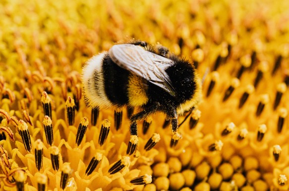 Celebrate World Bee Day!