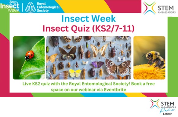 Insect Week: KS2 Online Insect Quiz